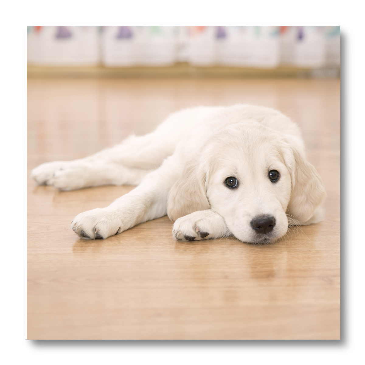 Cane_su_parquet_ombra